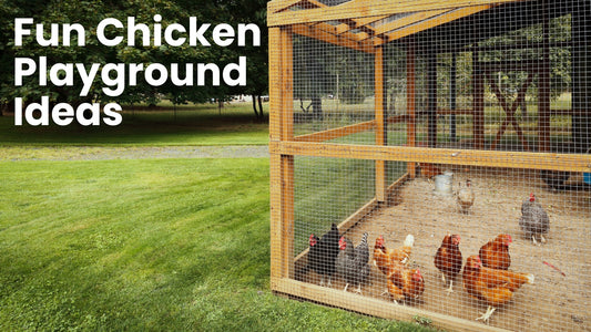 Fun Chicken Playground Ideas to Keep Your Flock Happy and Healthy