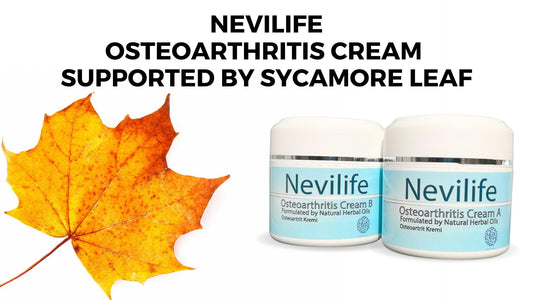 Sycamore Leaves Benefits for Osteoarthritis