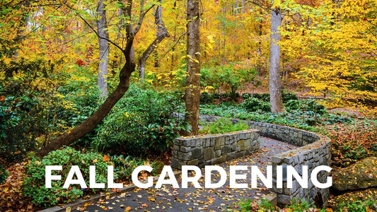 7 Must-Have Flowers for Fall Gardening