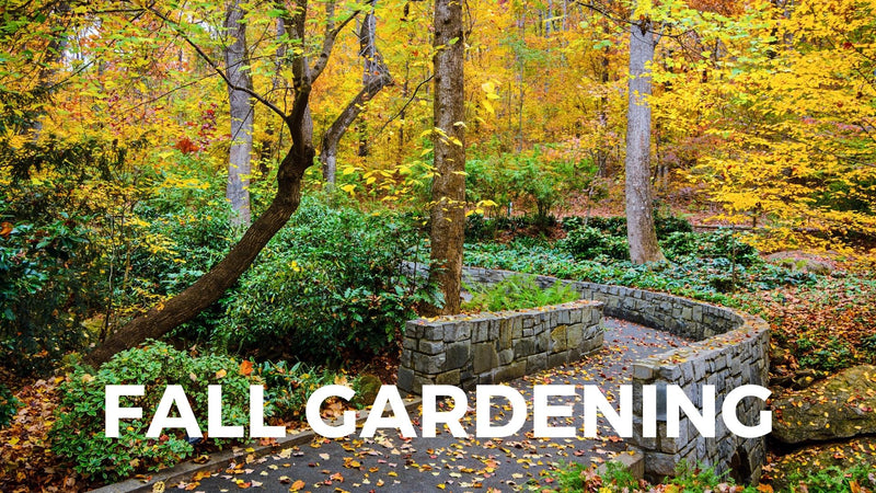 7 Must-Have Flowers for Fall Gardening