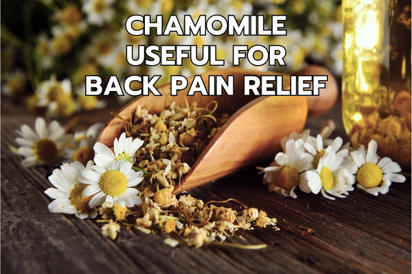 Chamomile Benefits for Back Hernia Pain Relief