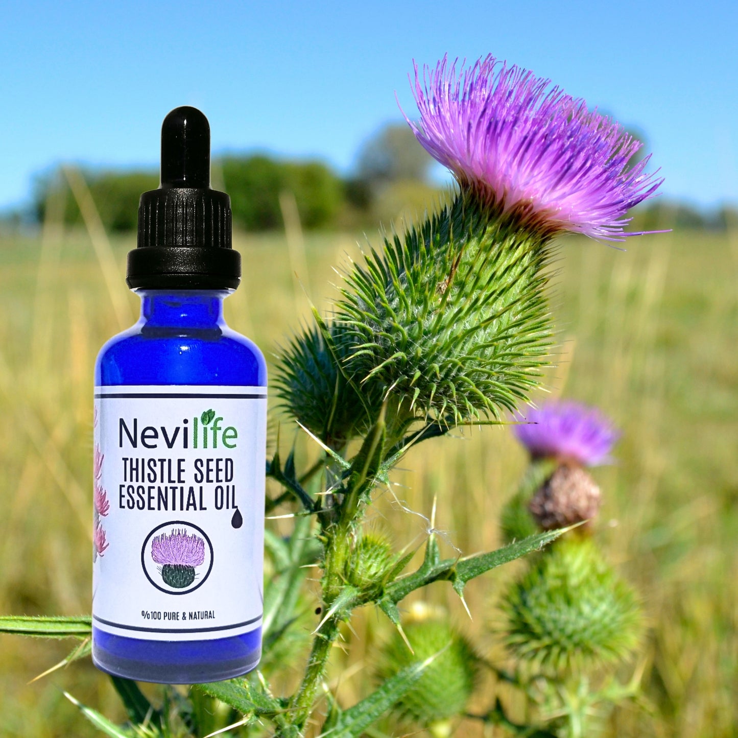 Organic Thistle Seed Oil