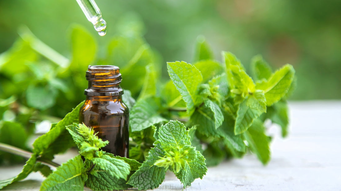 Best Aromatherapy for August: Fresh and Refreshing Scents