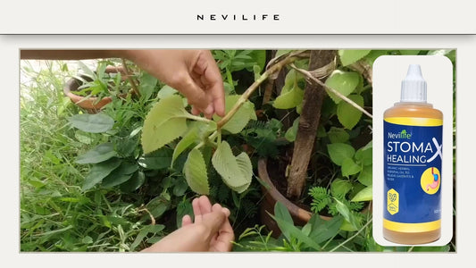 Naturellement Huile cicatrisante Nevilife Stomax : une solution naturelle pour la santé digestive