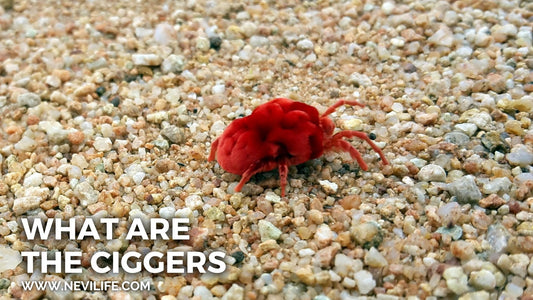 What Are the Chiggers?