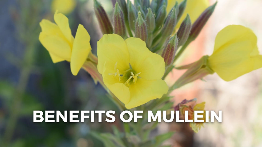 Mullein Benefits