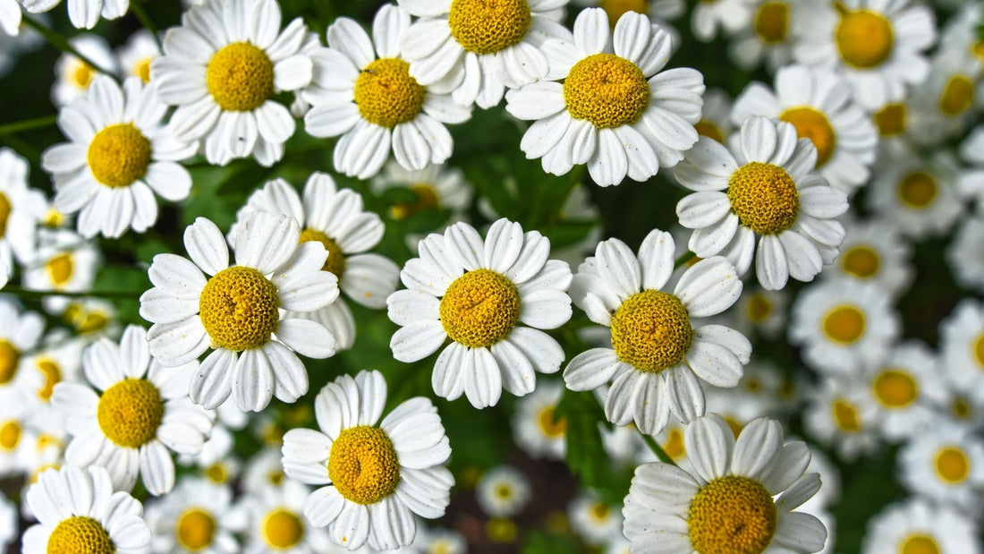 7 Chamomile Essential Oil Benefits