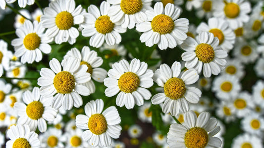7 Chamomile Essential Oil Benefits