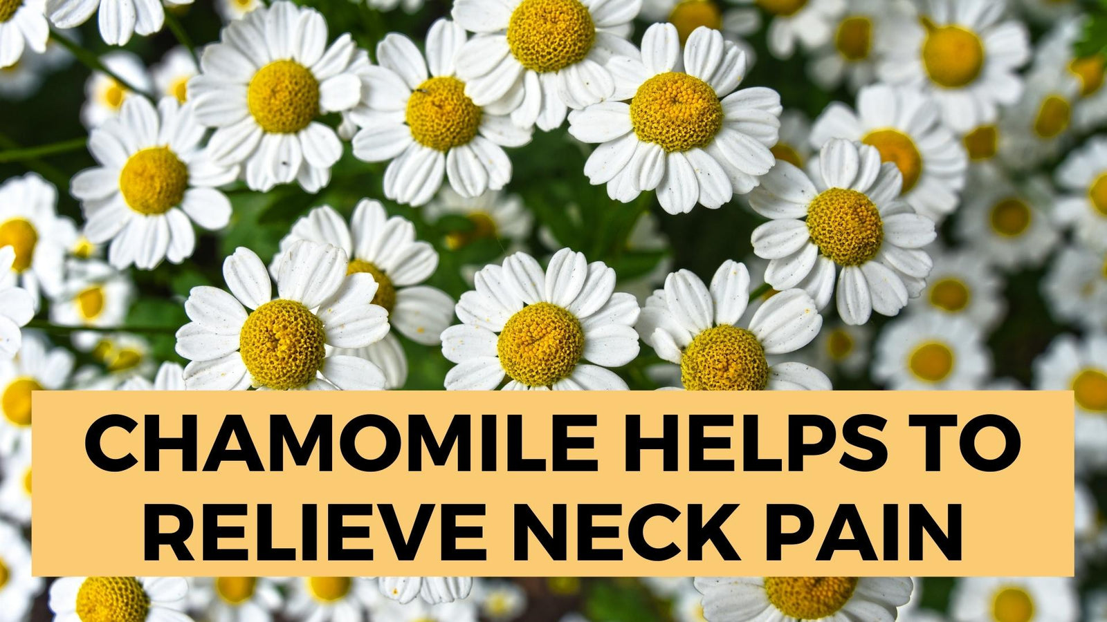 Chamomile Helps to Relieve Neck Pain