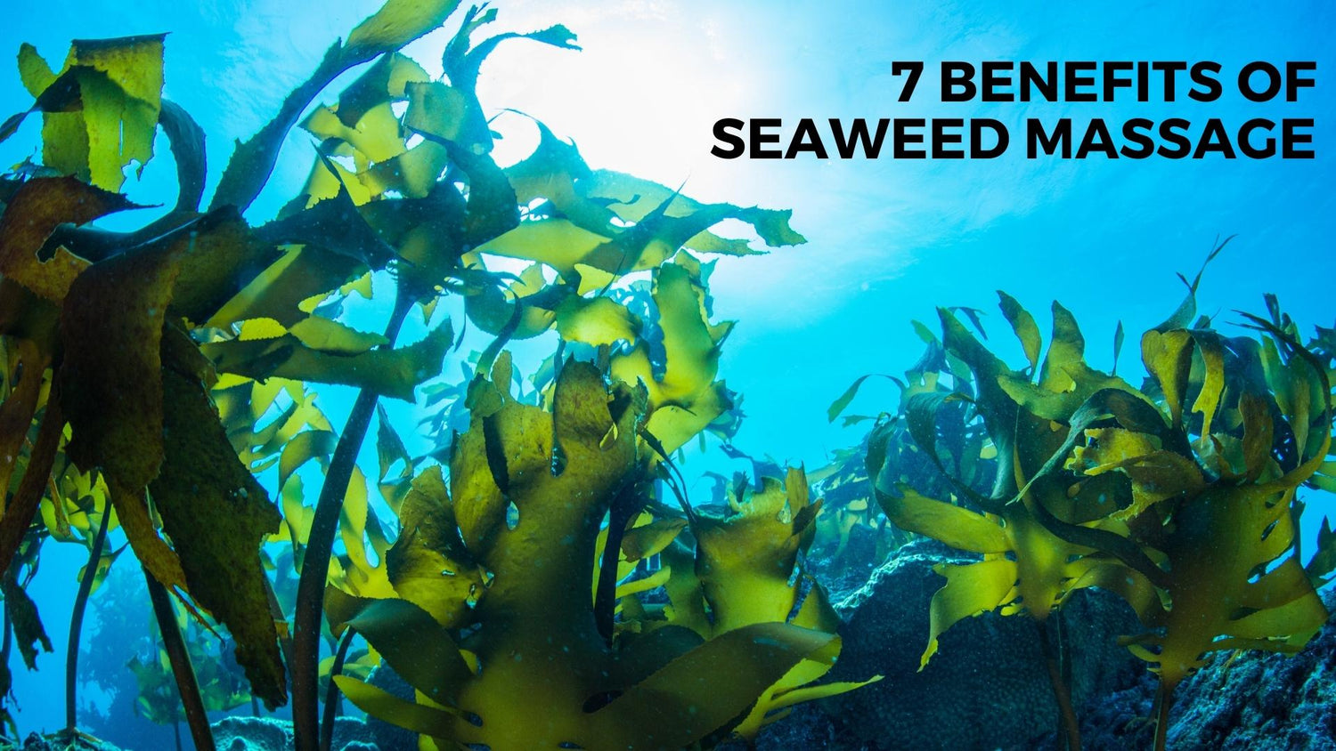 7 Benefits of Seaweed Massage for Skin and Body Care nevilife