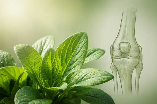 Nature’s Healer: The Benefits of Plantago for Meniscus Tear Recovery
